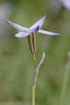 Star-of-Bethlehem <BR>Springstar